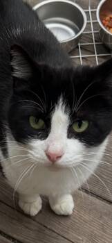 Rescue Domestic Short Hair and Tuxedo Cats for Adoption in San Francisco, California - Ellie | PetCurious
