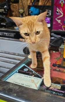 Mama -  Domestic Short Hair Cat for Adoption in Camden, Tennessee - Mama | PetCurious