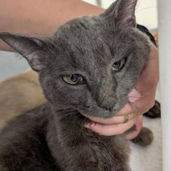Osiris -  Domestic Short Hair Cat for Adoption in Buchanan Dam, Texas - Osiris | PetCurious