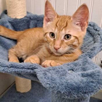 Domestic Short Hair Cats Available for Adoption in Glenfield, New York - Ares | PetCurious