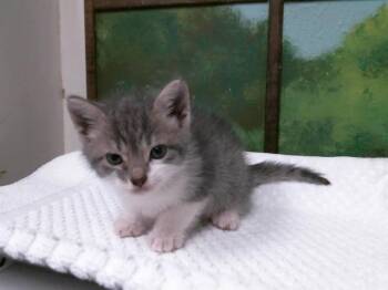 Domestic Short Hair Cats Available for Adoption in Houston, Texas - THEODORE | PetCurious