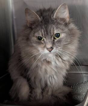 Tabby and Domestic Long Hair Cats Available for Adoption in Marietta, Ohio - Fluffy (Spayed) | PetCurious