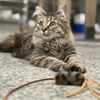 Rescue Domestic Medium Hair Cats for Adoption in Falls Church, Virginia - Merida | PetCurious