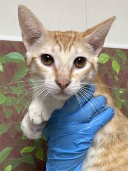 Domestic Short Hair Cats Available for Adoption - Dragonfruit | PetCurious