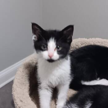 Frida -  Domestic Short Hair Cat for Adoption in Chicago, Illinois - Frida | PetCurious
