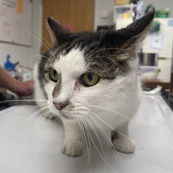 Halo -  Domestic Short Hair Cat for Adoption in Canton, Illinois - Halo | PetCurious