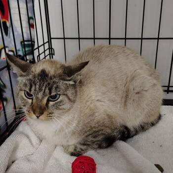 Siamese Cats Available for Adoption - Kara | PetCurious