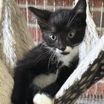 Mowgli -  Domestic Short Hair Cat for Adoption in Goshen, Indiana - Mowgli | PetCurious