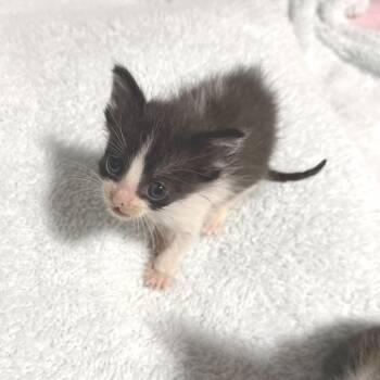 Dos -  Domestic Short Hair Cat for Adoption in Albert Lea, Minnesota - Dos | PetCurious