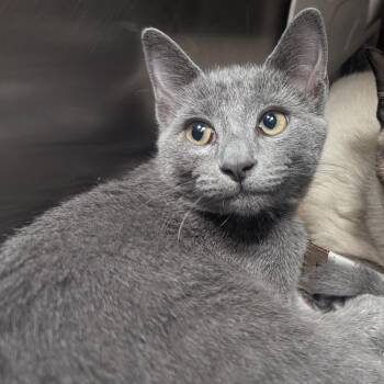 Stilton -  Domestic Short Hair Cat for Adoption in Springfield, Illinois - Stilton | PetCurious