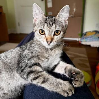 Splash Zone -  Domestic Short Hair Cat for Adoption in Apex, North Carolina - Splash Zone | PetCurious