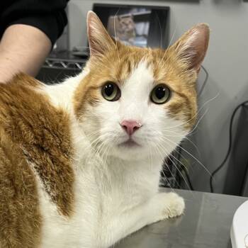 Rescue Domestic Short Hair Cats for Adoption in Des Moines, Iowa - Sher-Kahn | PetCurious