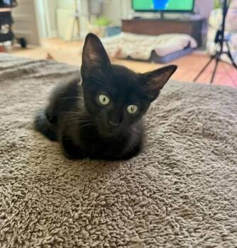 Kale -  Domestic Short Hair Cat for Adoption in Cary, North Carolina - Kale | PetCurious