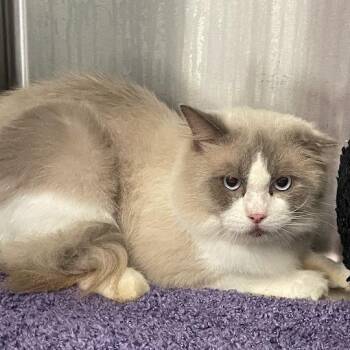 1378-C26 -  Ragdoll Cat for Adoption in Port Charlotte, Florida - 1378-C26 | PetCurious