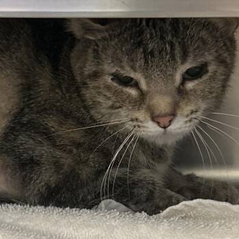 Iona -  Domestic Short Hair Cat for Adoption in Bristol, Indiana - Iona | PetCurious