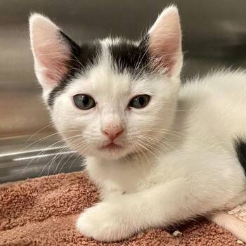 Pepo -  Domestic Short Hair Cat for Adoption in Tucson, Arizona - Pepo | PetCurious