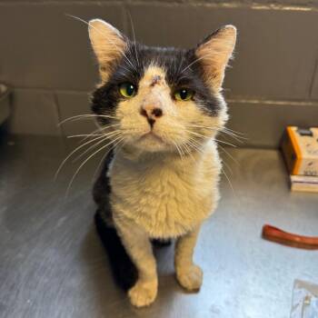 Domestic Short Hair Cats Available for Adoption in Tuscaloosa, Alabama - TUSC-Stray-84126 | PetCurious