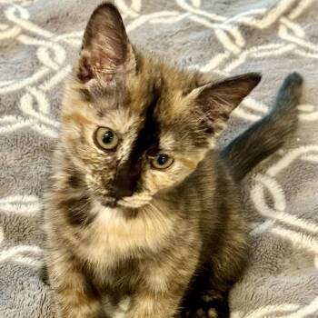 Triolet -  Domestic Short Hair Cat for Adoption in Richmond, Virginia - Triolet | PetCurious