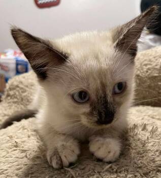 Rescue Siamese Cats for Adoption in New Braunfels, Texas - Mindy | PetCurious