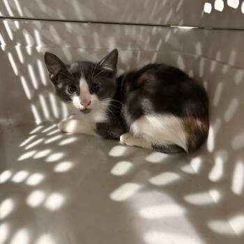 Rescue Domestic Short Hair Cats for Adoption in Livingston, Texas - Adele | PetCurious