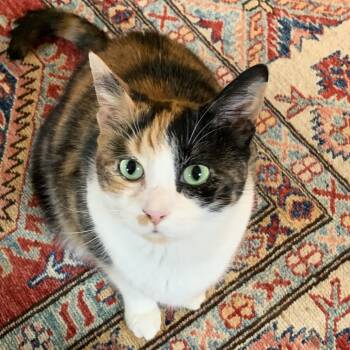 Rescue Domestic Short Hair Cats for Adoption in Fairfax Station, Virginia - Omelette | PetCurious