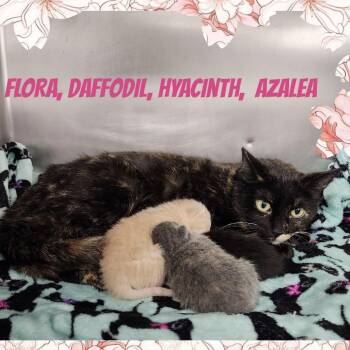 Coconut -  Domestic Short Hair Cat for Adoption in Wheeling, Illinois - Coconut | PetCurious