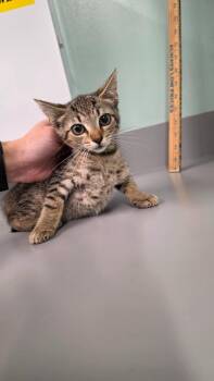 Charlie -  Domestic Short Hair Cat for Adoption in Athens, Tennessee - Charlie | PetCurious