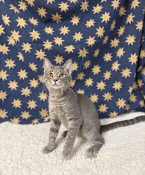 Rescue Domestic Short Hair Cats for Adoption in Upper Sandusky, Ohio - Fisher | PetCurious