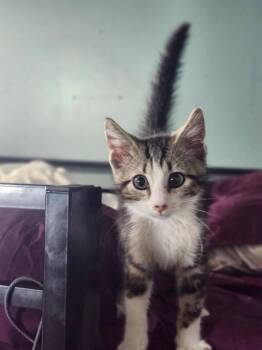 Woodstock -  Domestic Short Hair Cat for Adoption in Cosby, Tennessee - Woodstock | PetCurious