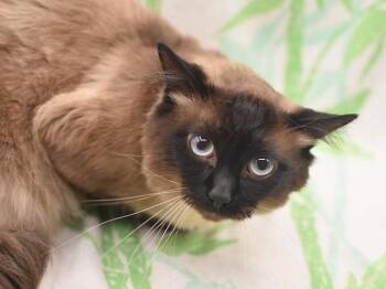 Balinese Cats Available for Adoption in Portland, Oregon - Boba | PetCurious