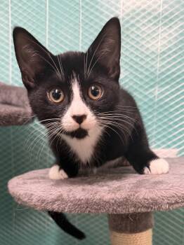 Destiny -  Domestic Short Hair Cat for Adoption in Hudson, New York - Destiny | PetCurious