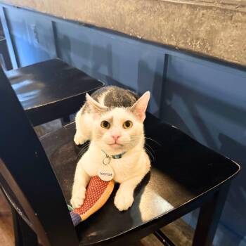 Tootsie -  Domestic Short Hair Cat Available for Adoption - Tootsie | PetCurious