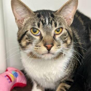 Domestic Short Hair Cats Available for Adoption in Matteson, Illinois - Tiger Toes | PetCurious