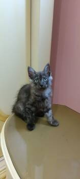 Khufu -  Maine Coon Cat for Adoption in Brampton, Ontario - Khufu | PetCurious