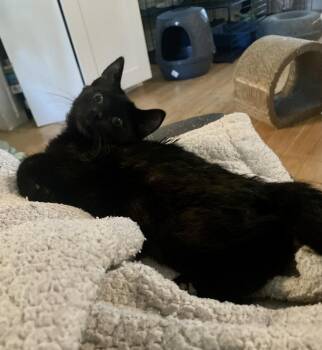 Domestic Short Hair Cats Available for Adoption - Marvin | PetCurious