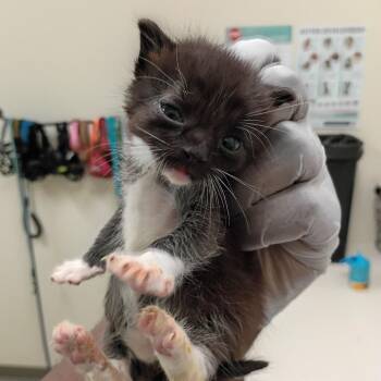 Bang -  Domestic Short Hair Cat for Adoption in Lynchburg, Virginia - Bang | PetCurious