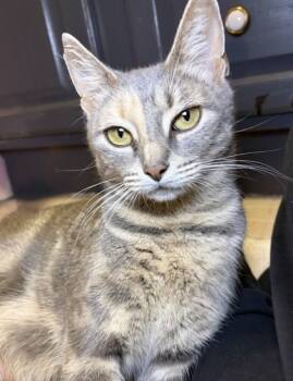 Rescue Domestic Short Hair Cats for Adoption in Burlington, Wisconsin - Twyla | PetCurious