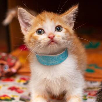 Domestic Short Hair Cats Available for Adoption in Hattiesburg, Mississippi - Redondo | PetCurious