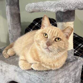 Bumble -  Domestic Short Hair Cat for Adoption in Goshen, Indiana - Bumble | PetCurious