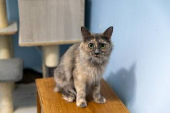 Rescue Siberian Cats for Adoption in Chicago, Illinois - Jasmine | PetCurious