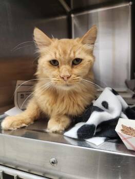 Rescue Domestic Long Hair Cats for Adoption in Grand Rapids, Michigan - Fred | PetCurious
