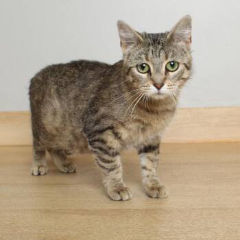 Meowzarella C69968 -  Domestic Short Hair Cat for Adoption in Minnetonka, Minnesota - Meowzarella C69968 | PetCurious