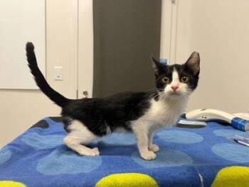 Basic Being Basic -  Domestic Short Hair Cat for Adoption in Kansas City, Missouri - Basic Being Basic | PetCurious