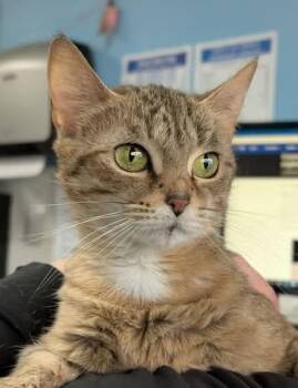 Domestic Short Hair Cats Available for Adoption in Canfield, Ohio - PHOEBE | PetCurious