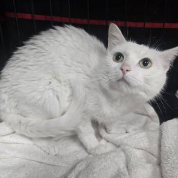 Lunar -  Domestic Short Hair Cat for Adoption in La Plata, Maryland - Lunar | PetCurious