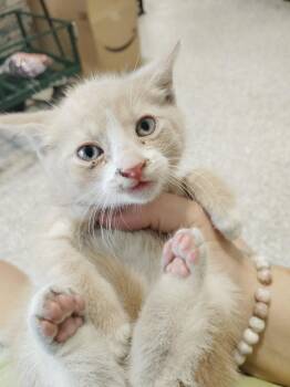 Higgins -  Domestic Short Hair Cat Available for Adoption in Republic, Missouri - Higgins | PetCurious