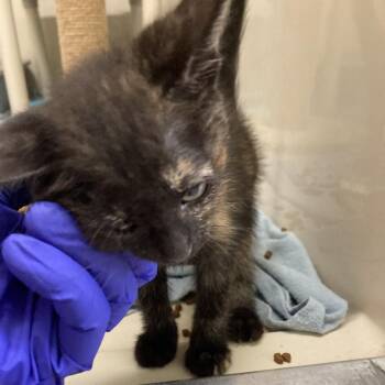 Mozzarella -  Domestic Short Hair Cat for Adoption in St. Helena, California - Mozzarella | PetCurious