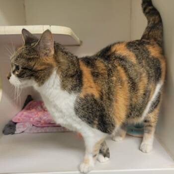 Muffin -  Domestic Short Hair Cat for Adoption in Columbia, Missouri - Muffin | PetCurious