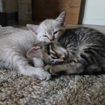 Clover -  Domestic Short Hair Cat for Adoption in Kanab, Utah - Clover | PetCurious