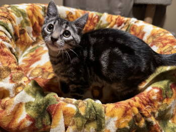 Rescue Domestic Short Hair Cats for Adoption in Newtown Square, Pennsylvania - Frankie | PetCurious